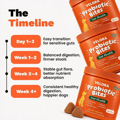 VELORA PROBIOTIC BITES
